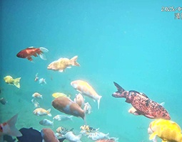 开宁4K黑光臻全彩水下慢直播激活明水古城新活力